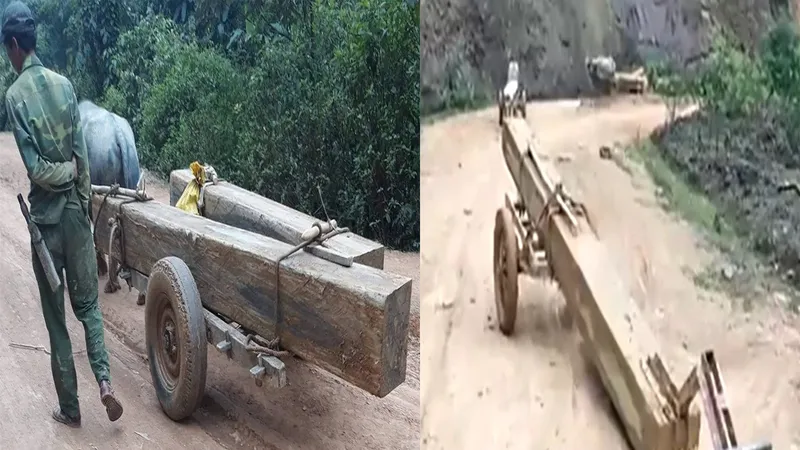 Gỗ lậu được vận chuyển ra khỏi rừng
