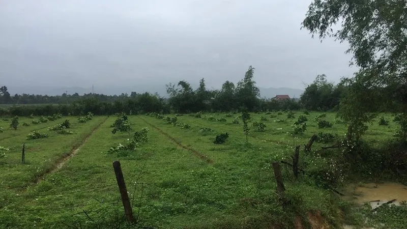 Hàng trăm gốc cây bưởi Phúc Trạch bị chặt hạ không thương tiếc