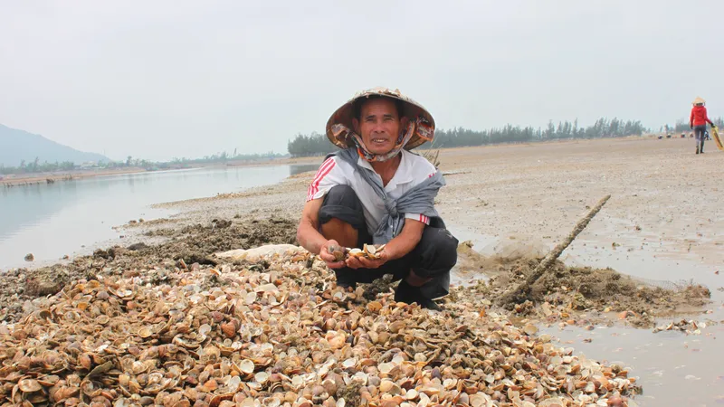 Ông Phạm Ngọc Dũng (64 tuổi, ở xóm 2, xã Cẩm Lĩnh, huyện Cẩm Xuyên) buồn rầu bên đống nghêu nuôi bị chết phải đem đi đổ bỏ ở khu vực Cồn Vạn, bãi bồi Cửa Nhượng