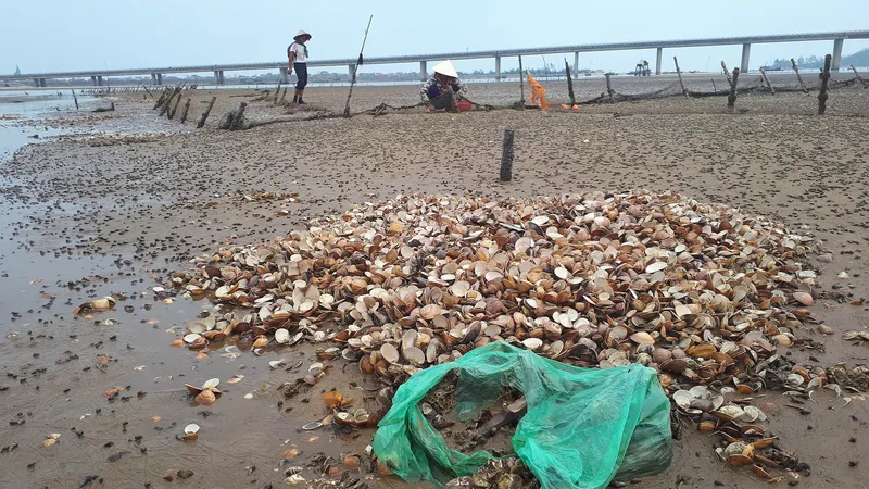 Nghêu chết hàng loạt khiến nhiều hộ nuôi ở Hà Tĩnh bị thiệt hại nặng