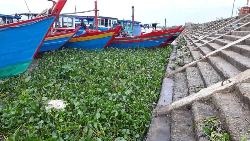 Cây lục bình dạt vào cảng cá Cửa Só dày đặc