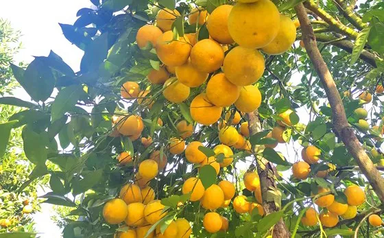 Cam trĩu quả ở Hà Tĩnh chờ xuất bán dịp Tết Nguyên đán
