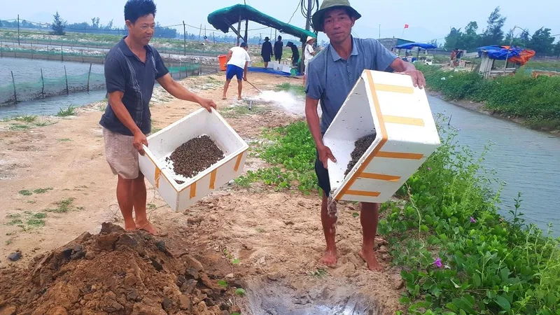 Người dân đem ốc hương chết đi xử lý tiêu hủy ở xứ Cồn Vạn, xã Cẩm Lĩnh