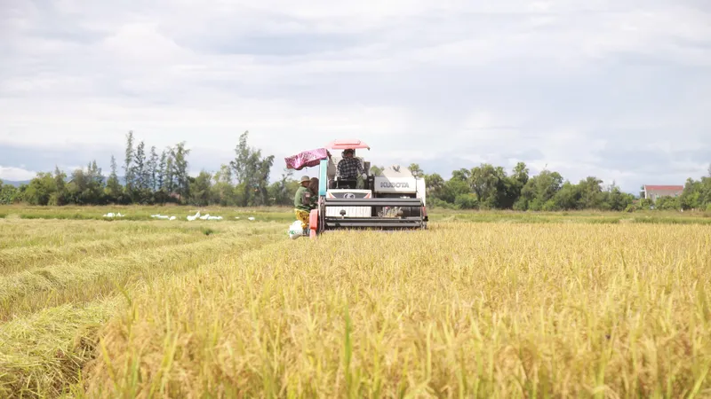 Người dân ở Hà Tĩnh đang gấp rút thu hoạch lúa