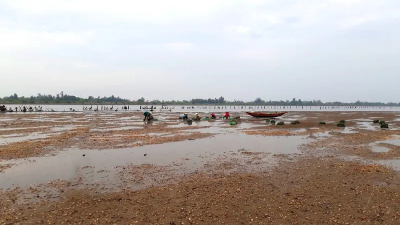 Nghêu chết hàng loạt khiến người nuôi bị thiệt hại nặng