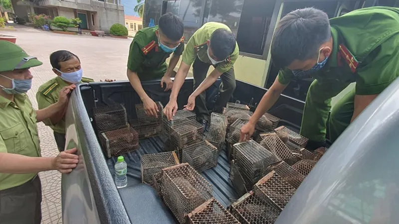 Lực lượng chức năng bắt giữ xe khách vận chuyển số cá thể dúi