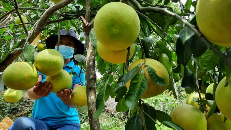 Bưởi Phúc Trạch ở Hương Khê, Hà Tĩnh vào mùa thu hoạch