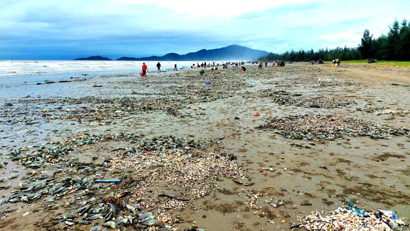Người dân Hà Tĩnh đổ xô đi nhặt “lộc biển”