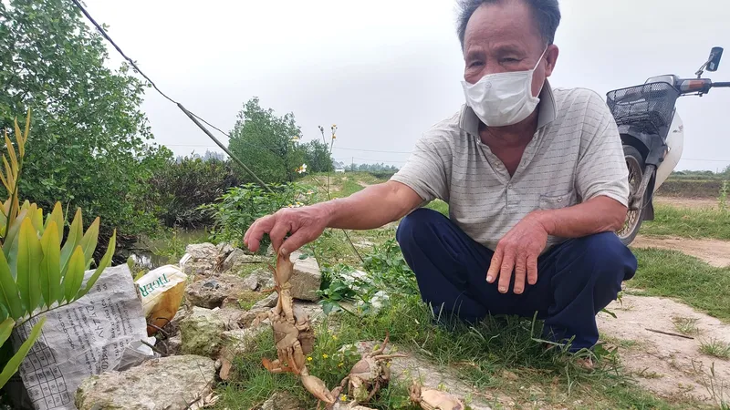 Ông Thạch Hữu Trung bên một số xác cua còn sót lại trên bờ tại khu vực nuôi