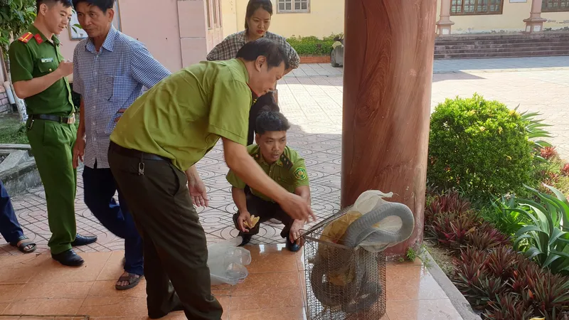 Rắn hổ mang chúa được bàn giao cho cơ quan chức năng