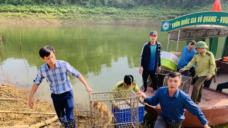 Các đơn vị chức năng đưa cá thể động vật hoang dã thả vào môi trường tự nhiên
