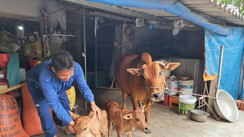 Bò mẹ và 2 bò con
