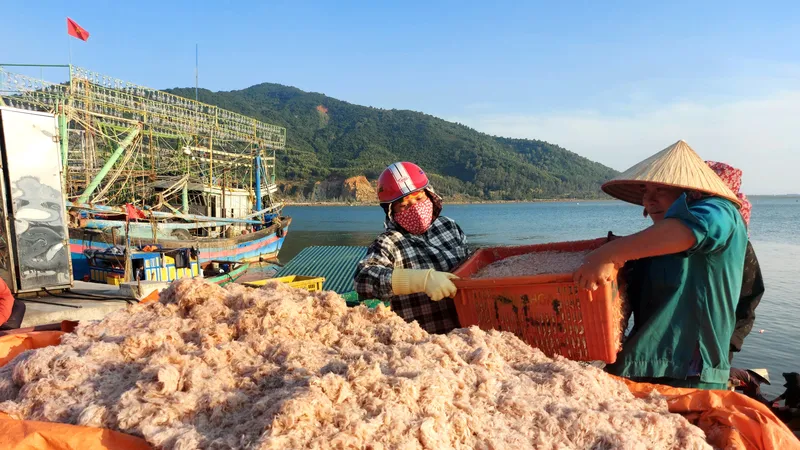 Ruốc biển được tập kết tại cảng cá Cửa Sót