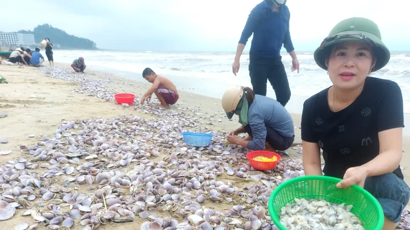 Hà Tĩnh: Sò tấp vào bờ biển dày đặc