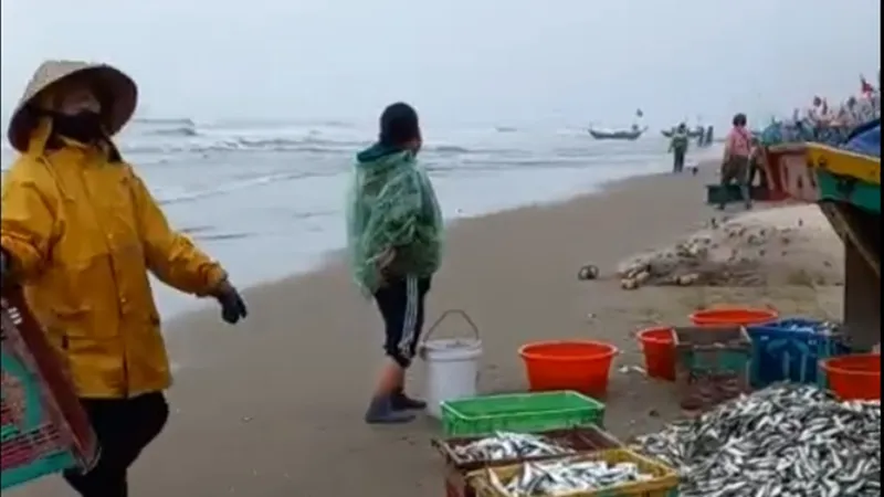 Ngày giáp tết, ngư dân trúng đậm luồng cá trích biển gỡ lưới mỏi tay