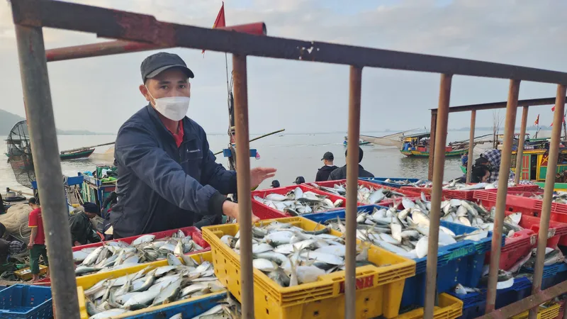 Mẻ cá mòi biển được bốc từ tàu lên cảng cá Cửa Sót sáng 13-2 