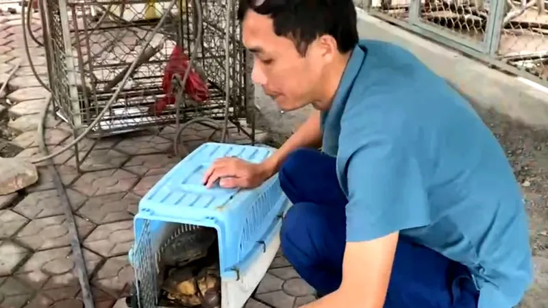 Cá thể rùa được bàn giao cho Vườn quốc gia Vũ Quang 