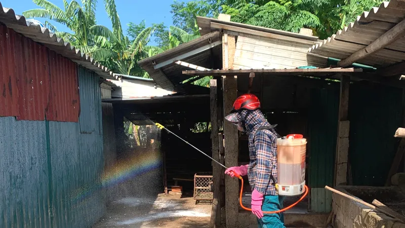 Sau nỗ lực triển khai phòng chống, đến nay, huyện Kỳ Anh đã công bố hết dịch lở mồm long móng trên trâu, bò 