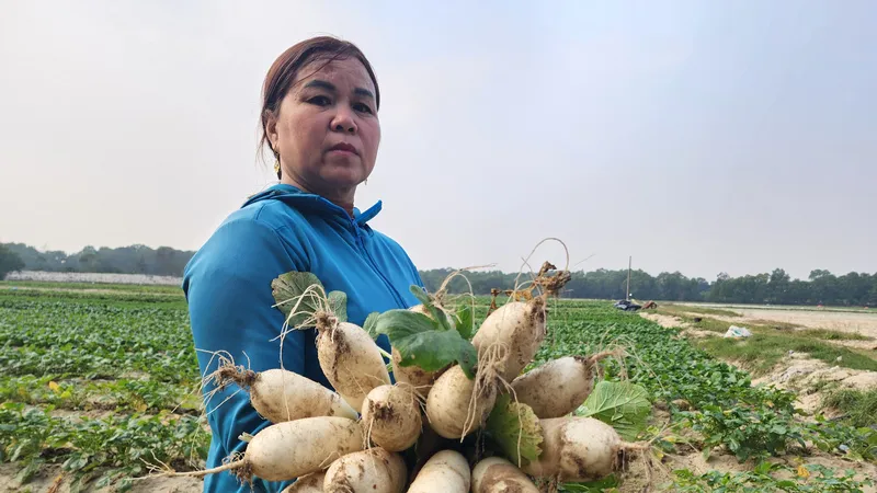 Chị Nguyễn Thị Bính (trú thôn Bắc Văn, xã Thạch Văn) đang thu hoạch lứa củ cải trắng được mùa 