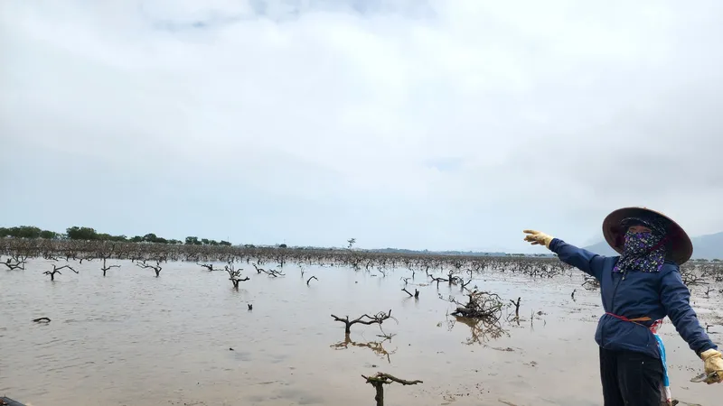 Người dân lo lắng rừng cây ngập mặn chết ở xã Kỳ Hà sẽ để lại nhiều ảnh hưởng trong mùa bão lũ 