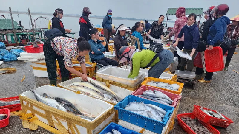 Nhiều hải sản tươi ngon được ngư dân đánh bắt đưa vào cảng cá Cửa Sót 