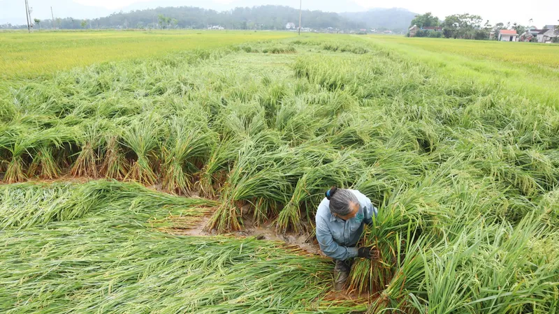 Người dân ở huyện Can Lộc (tỉnh Hà Tĩnh) buộc dựng lúa đổ ngã để giảm thiệt hại 
