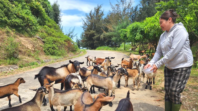 Chị Nguyễn Thị Lan bên đàn dê núi của gia đình 