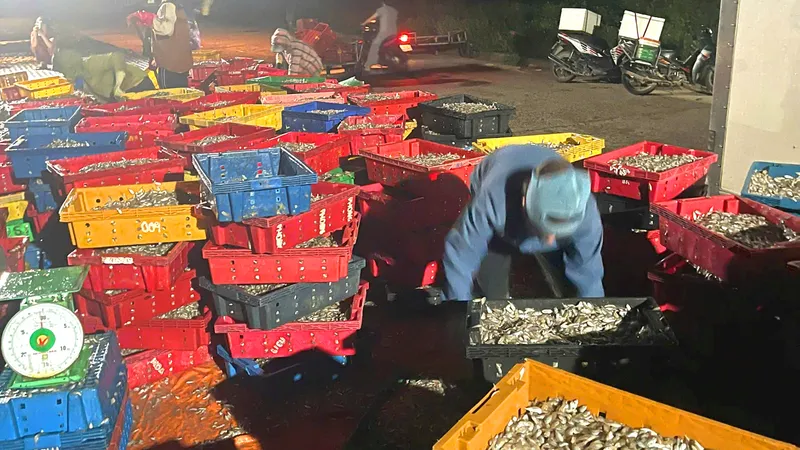 Cá giò được ngư dân đánh bắt và đưa vào tiêu thụ tại bờ biển phường Kỳ Ninh 