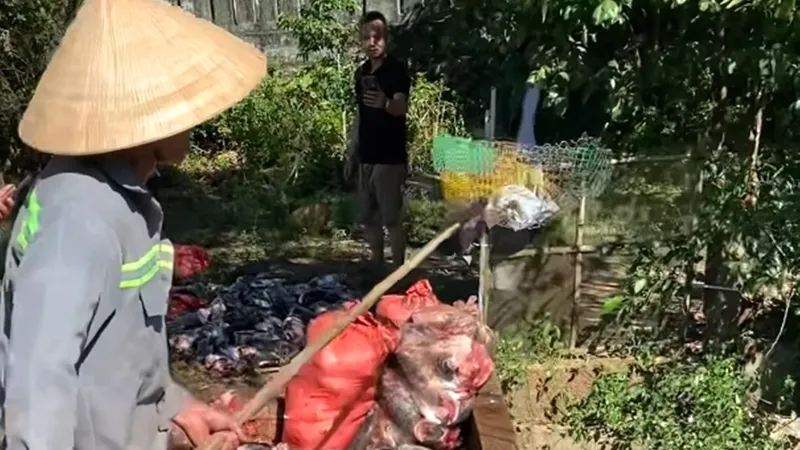 Thời điểm vớt cá lên bờ và cho vào các bao tải đưa đi xử lý, ngày 31-5-2025