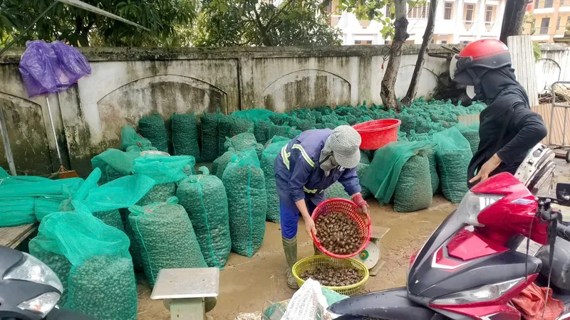 Ốc bươu vàng được nhập cho các đầu mối