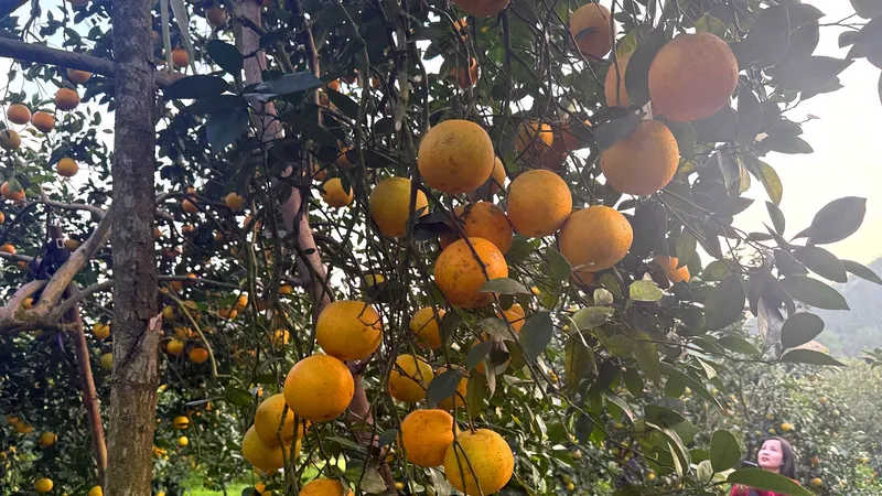 Vườn cam trĩu quả ở xã Đồng Lộc, tỉnh Hà Tĩnh 