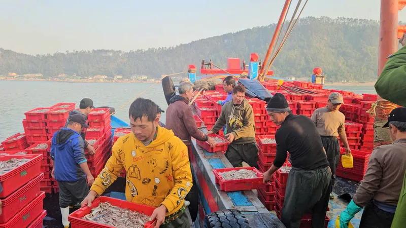 Ngư dân Nghệ An trúng đậm 16 tấn cá cơm biển, thu hàng trăm triệu đồng