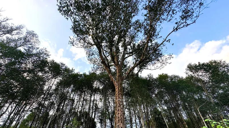Một trong số những cây dó trầm cổ thụ ở xã Phúc Trạch 