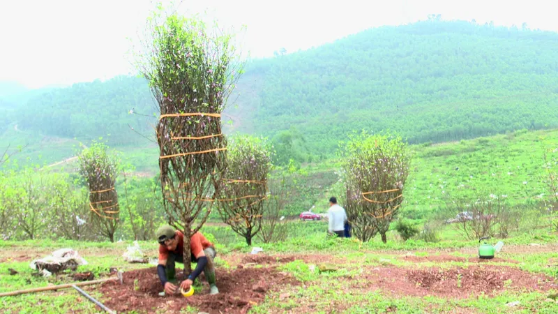Những gốc đào phai đẹp ở xã Toàn Lưu được khách hàng lựa chọn mua về chơi tết