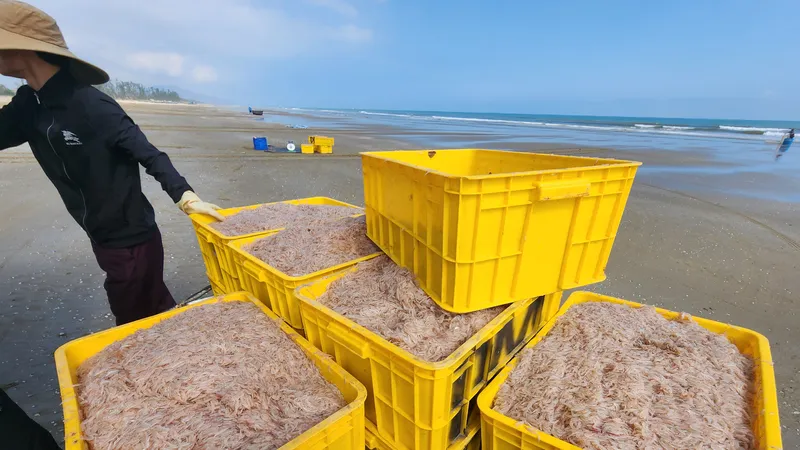 Ngư dân trúng đậm ruốc biển ngày cận tết