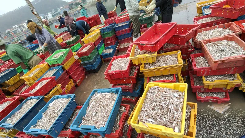 Đầu xuân, ngư dân trúng hơn 9 tấn cá cơm