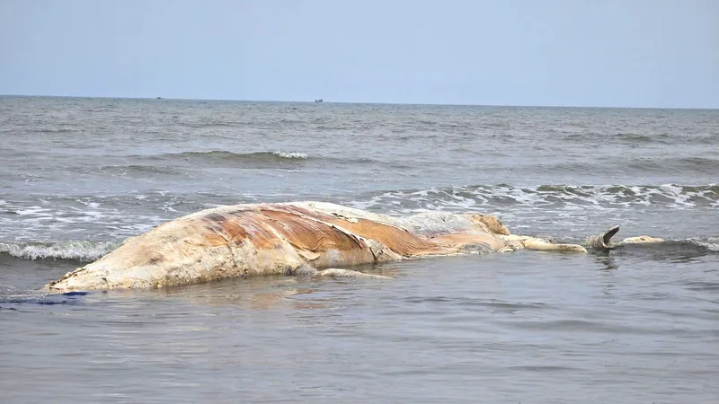Xác cá voi phân hủy trôi dạt vào bờ biển xã Hải Châu