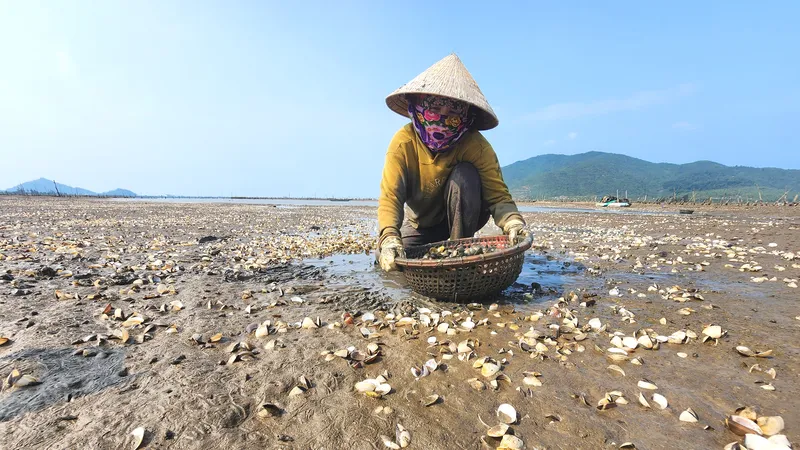 Người dân ở xã Mai Phụ tốn công sức thu gom vỏ nghêu chết nổi trắng bãi triều 