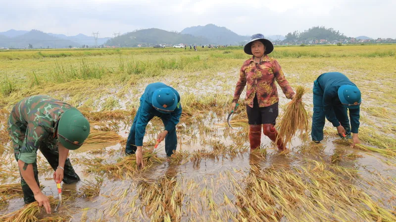 Lực lượng vũ trang và đoàn thể giúp người dân thu hoạch lúa đổ ngã ngâm trong nước