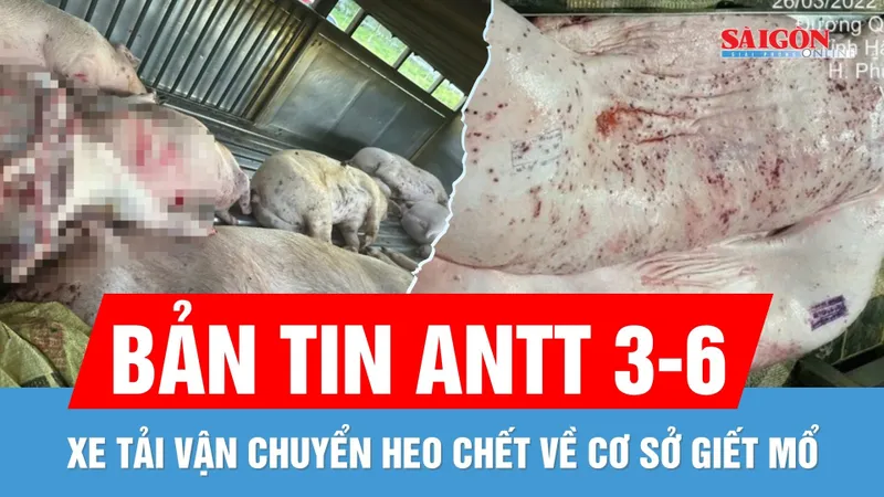 Bản tin ANTT 3-6: 9 con heo chết "đi thẳng" tới lò mổ | Vì sao có dấu vuông trên heo bệnh của C.P.?
