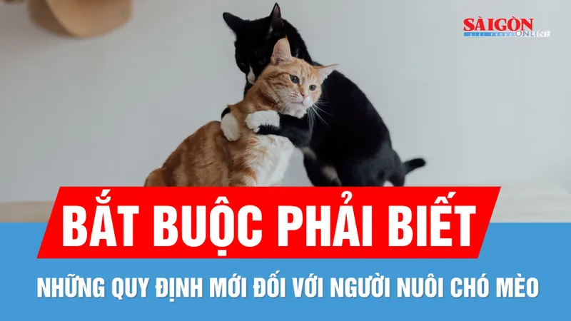 TPHCM: Chủ nuôi chó mèo bắt buộc khai báo với chính quyền 
