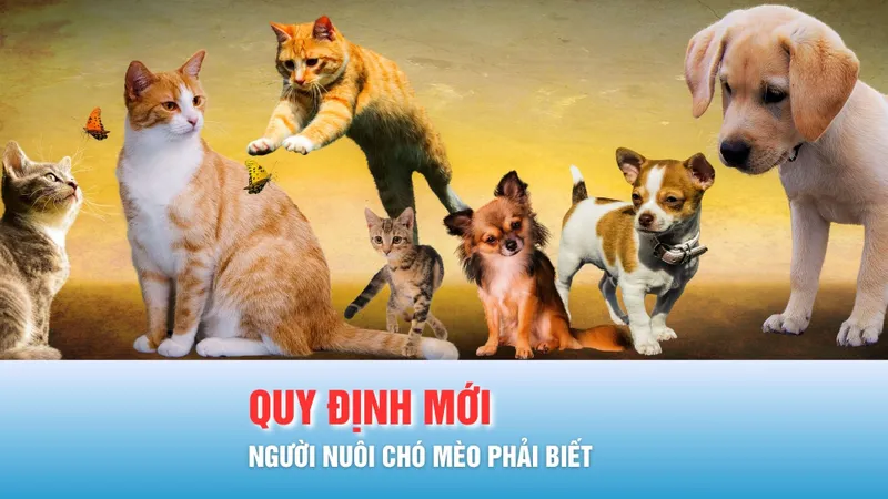 Podcast tin trưa 25-11: Những quy định bắt buộc đối với người nuôi chó mèo