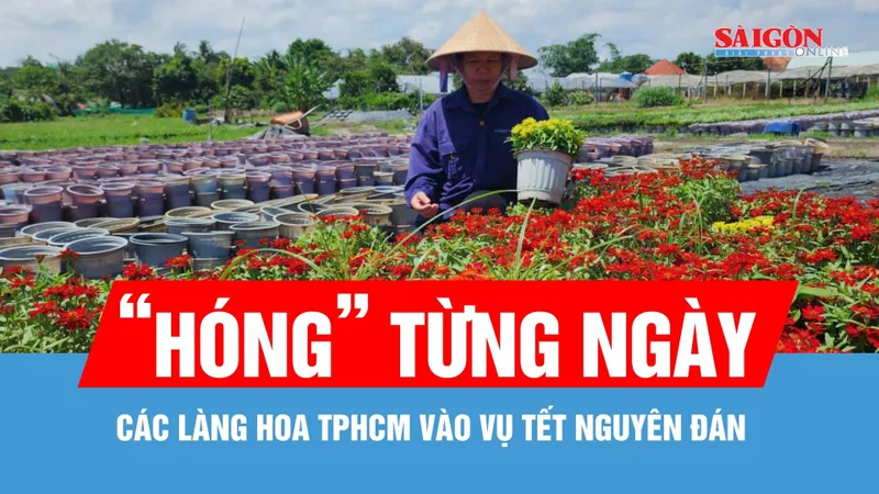 Các làng hoa TPHCM “hóng” thị trường Tết Nguyên đán Bính Ngọ