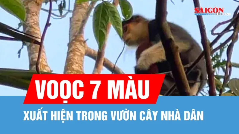 Voọc 7 màu xuất hiện trong vườn cây nhà dân