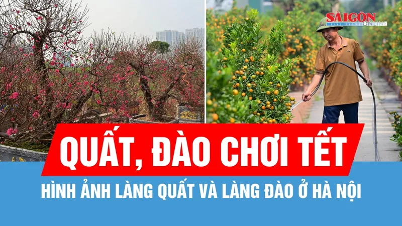 Hình ảnh làng quất Tứ Liên và các làng đào ở Hà Nội dịp cận tết