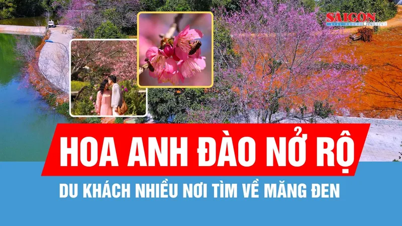 Sắc hoa anh đào "nhuộm hồng" Măng Đen