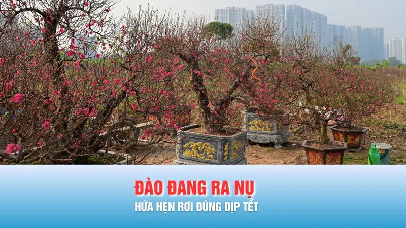 Podcast tin chiều 31-1: Xu hướng người chơi đào năm 2026