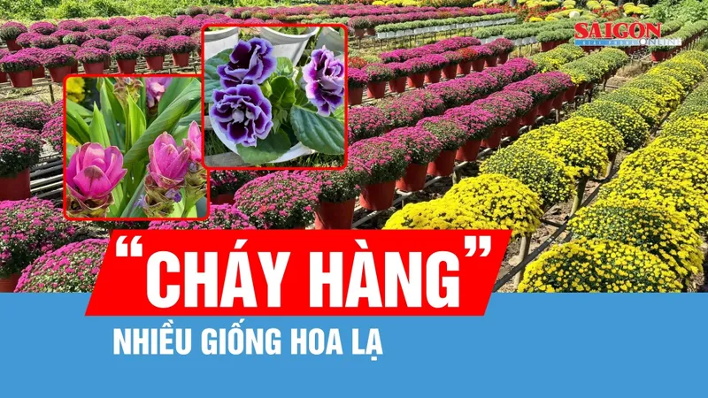 Đồng Tháp: Nhiều giống hoa lạ “cháy hàng”