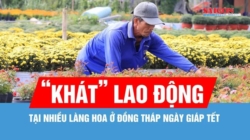 Giáp tết, nhiều làng hoa ở Đồng Tháp "khát" lao động