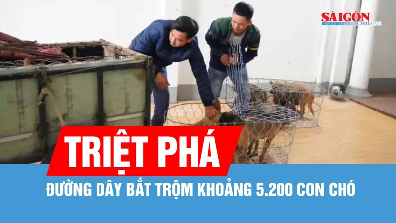 Gia Lai: Triệt phá đường dây bắt trộm khoảng 5.200 con chó